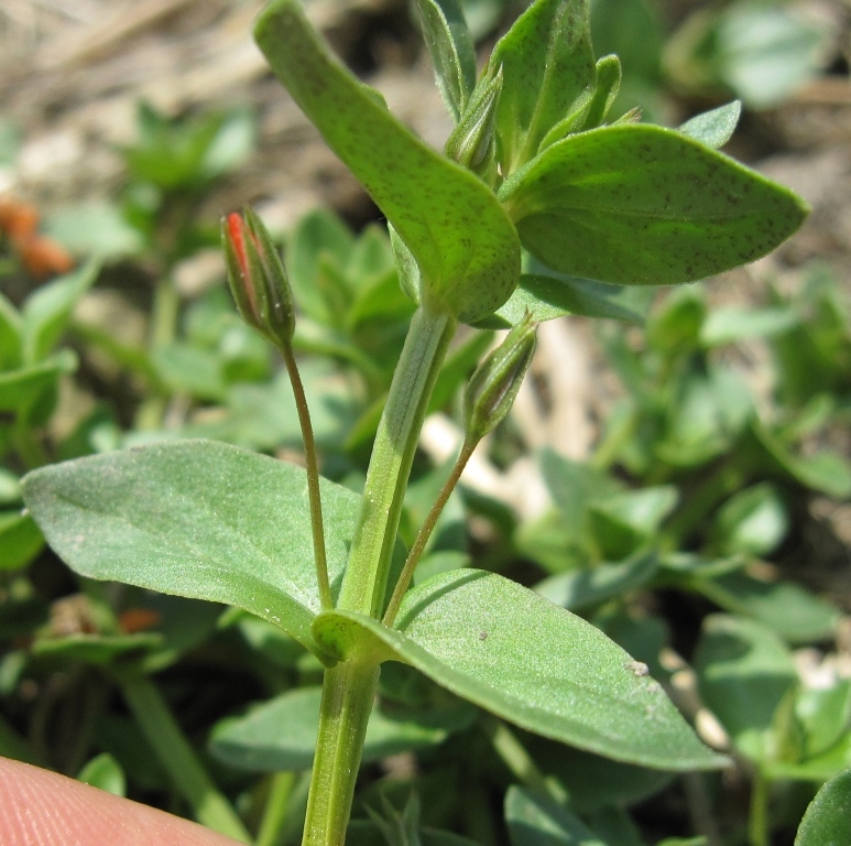 Lysimachia (=Anagallis) arvensis